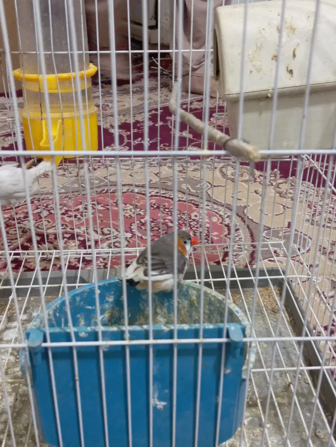 جفت نرماده فنچ|پرنده|زابل, |دیوار