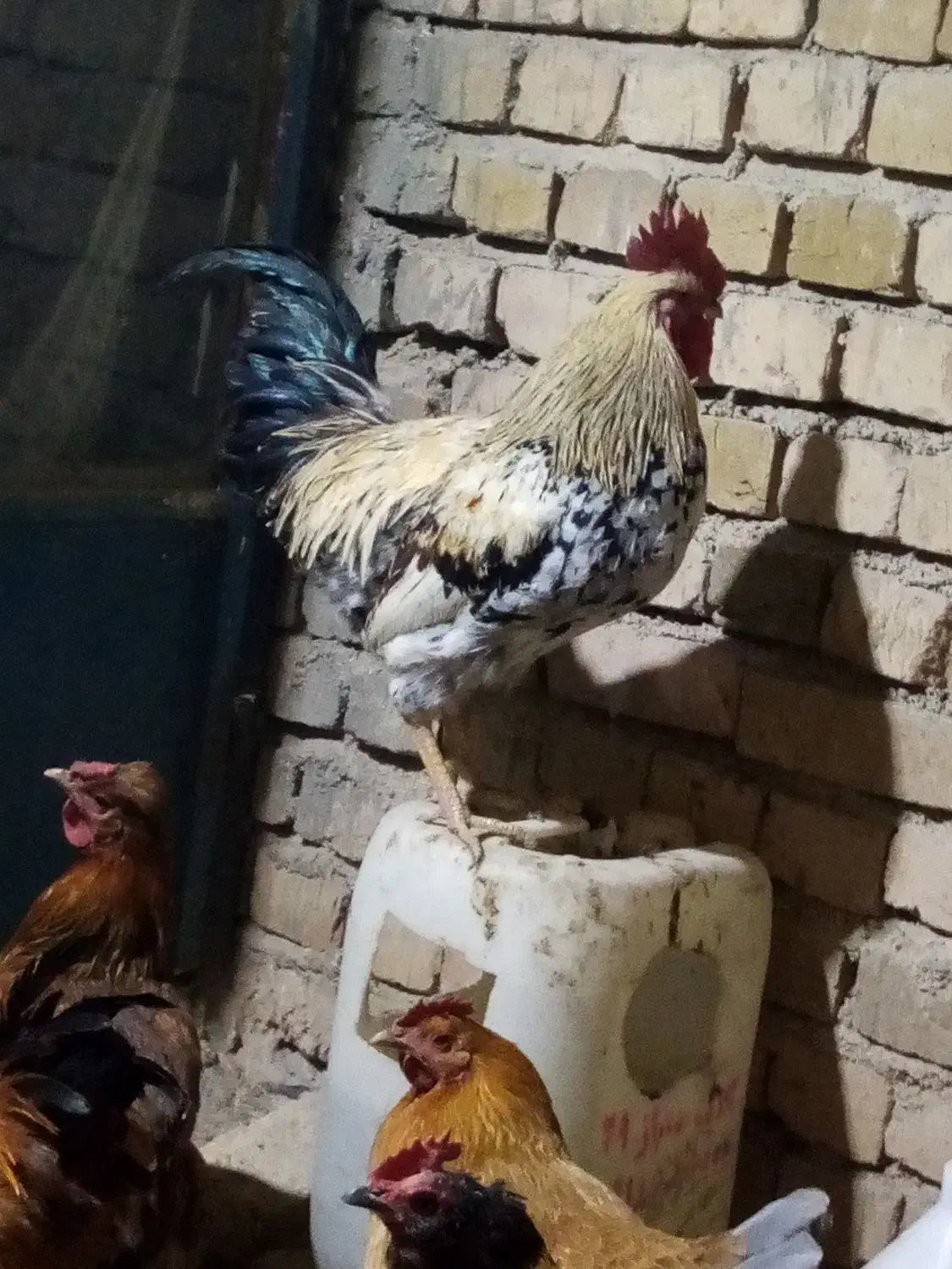 مرغ و خروس|حیوانات مزرعه|کبودرآهنگ, |دیوار