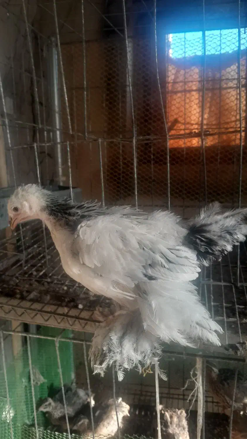 جوجه برهمالایت یک ماهه ویه روزه|حیوانات مزرعه|مرند, |دیوار