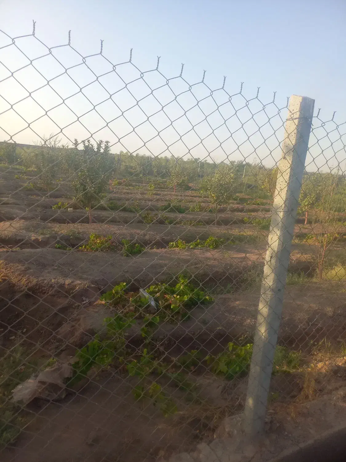 باغچه ۵۰۰ متری لنگرود|فروش زمین و ملک کلنگی|قم, مجیدیه|دیوار