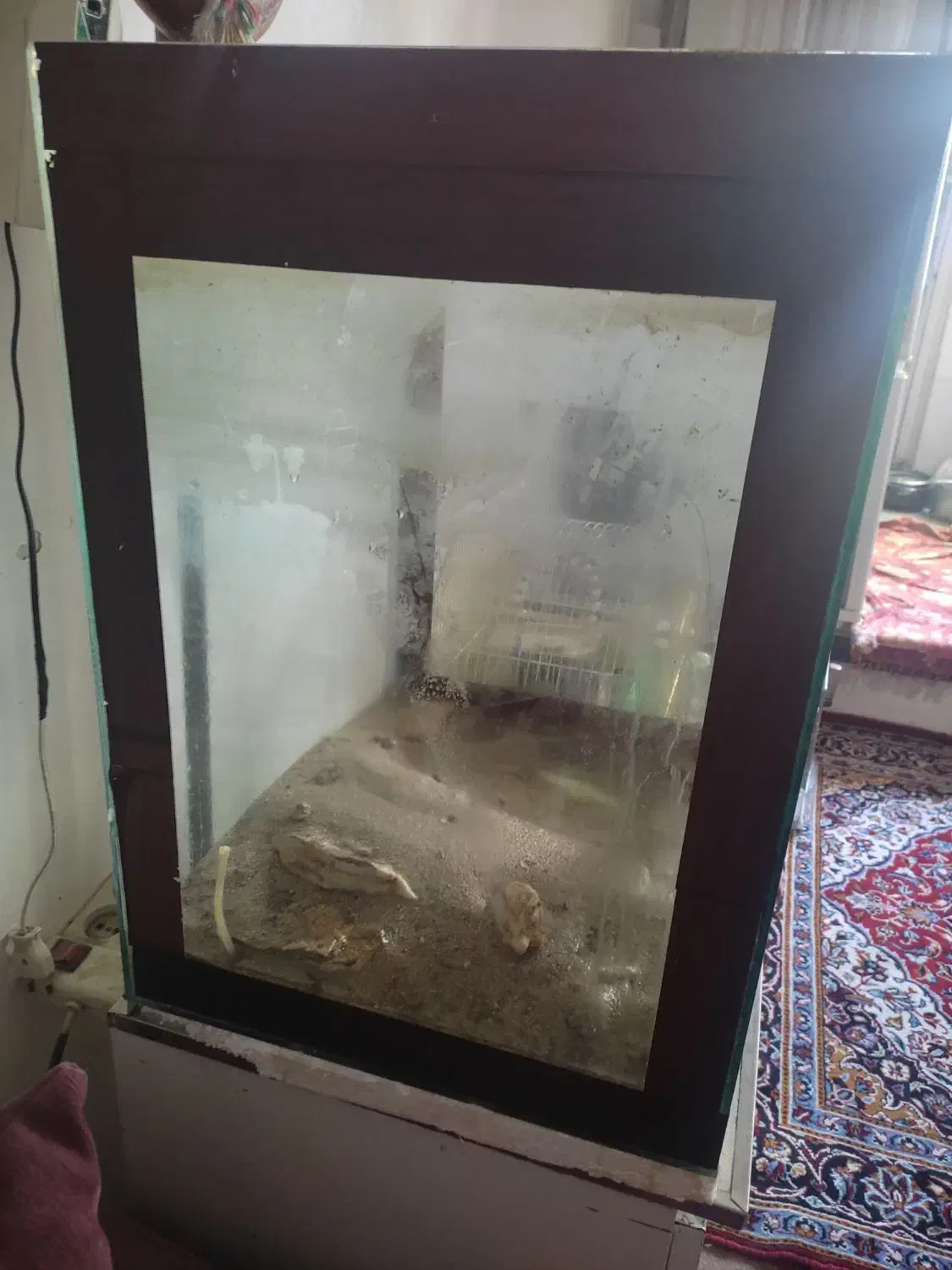 آکواریوم|ماهی|تبریز, |دیوار