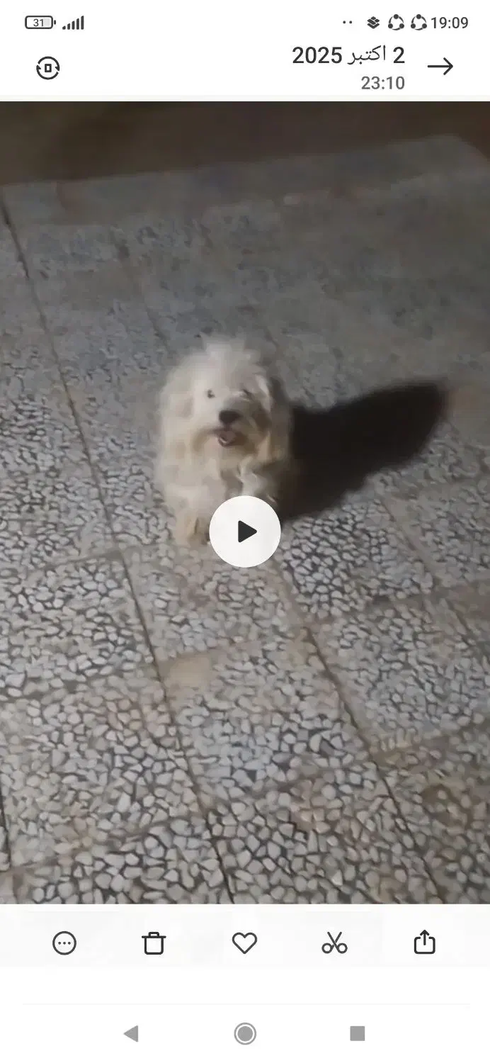 سلام ب همه دوستان این سگ دوزیدن|حیوانات|زهک, |دیوار