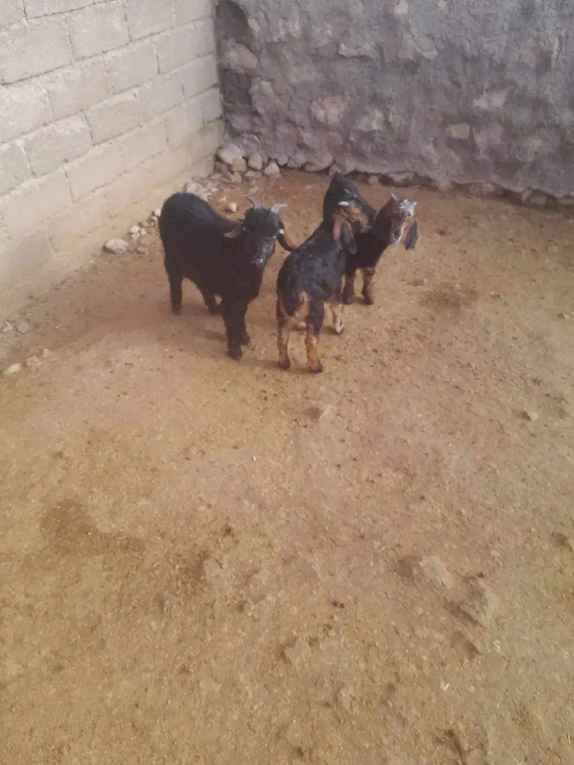 بزغاله|حیوانات مزرعه|کوهدشت, |دیوار