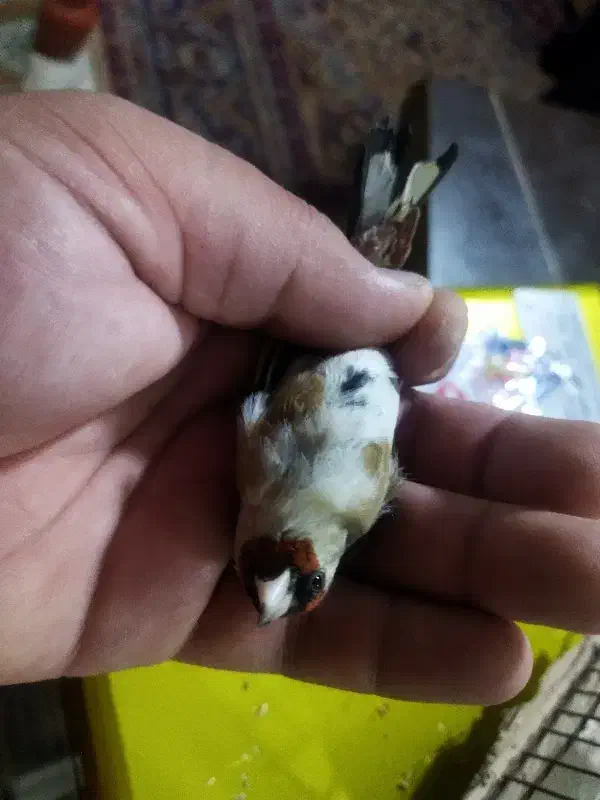 سهره ماده رام|پرنده|کوهدشت, |دیوار