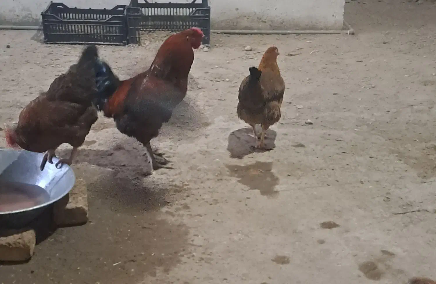 خروس|حیوانات مزرعه|مرند, |دیوار