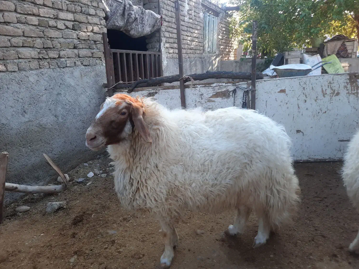 قوچ فروشی|حیوانات مزرعه|دره شهر, |دیوار
