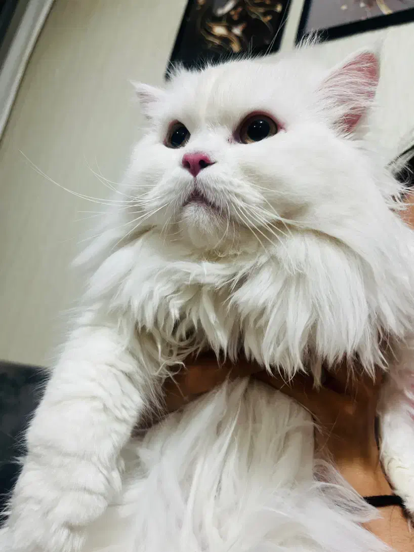 دوعدد گربه نر عقیم شده|گربه|اراک, |دیوار