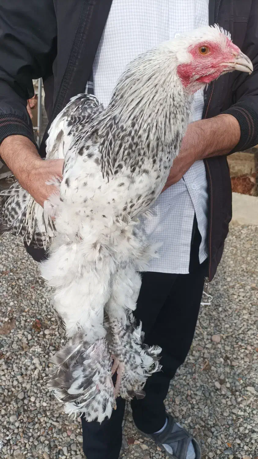 خروس برهما|حیوانات مزرعه|قصابه, |دیوار