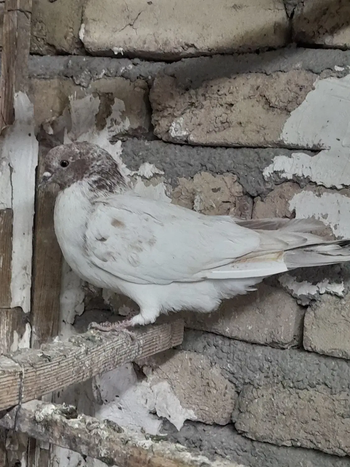 کفتر فروشی|پرنده|چهاردانگه (تهران), |دیوار