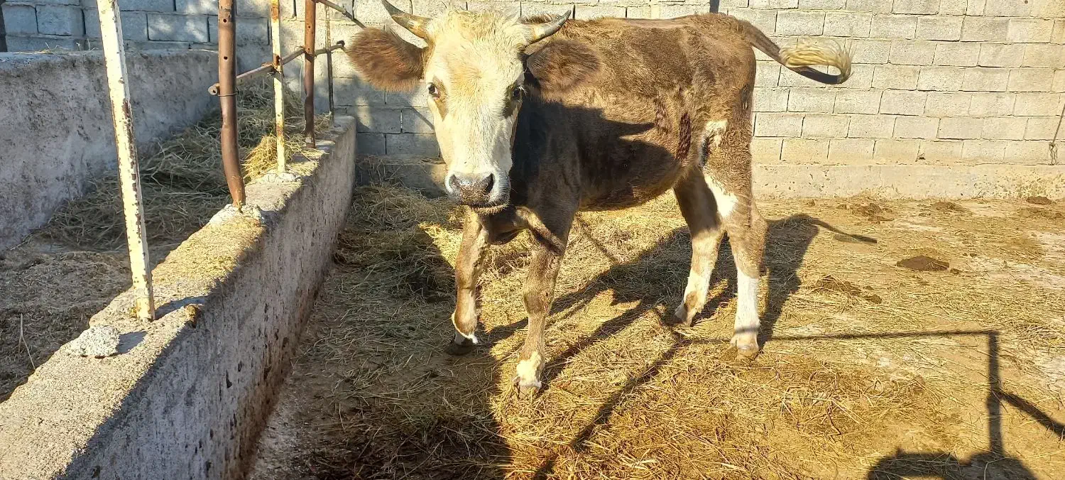 دو تا گاو نزاییده|حیوانات مزرعه|سیمین شهر, |دیوار