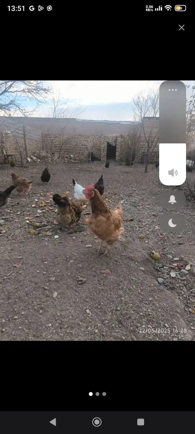 مرغ جوان|حیوانات مزرعه|صائین قلعه, |دیوار