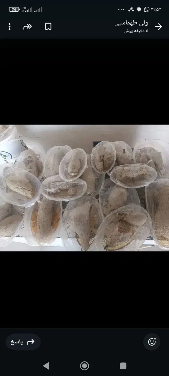 عسل کوهی وحشی ارسال به تمام نقاط کشور|خوردنی و آشامیدنی|فراشبند, |دیوار