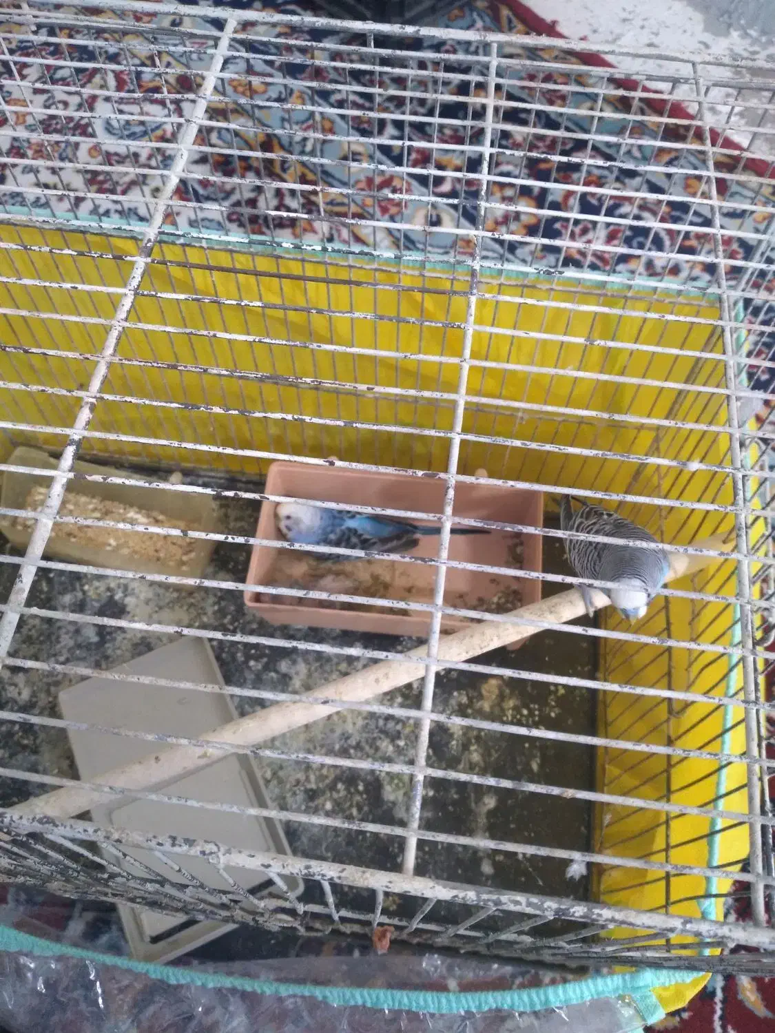 مرغ عشق هلندی|پرنده|درودزن, |دیوار