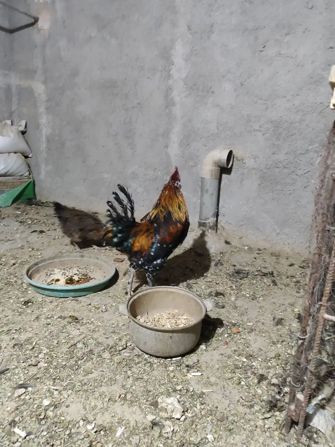 خروس|حیوانات مزرعه|فولادشهر, بوستان خلیج فارس|دیوار