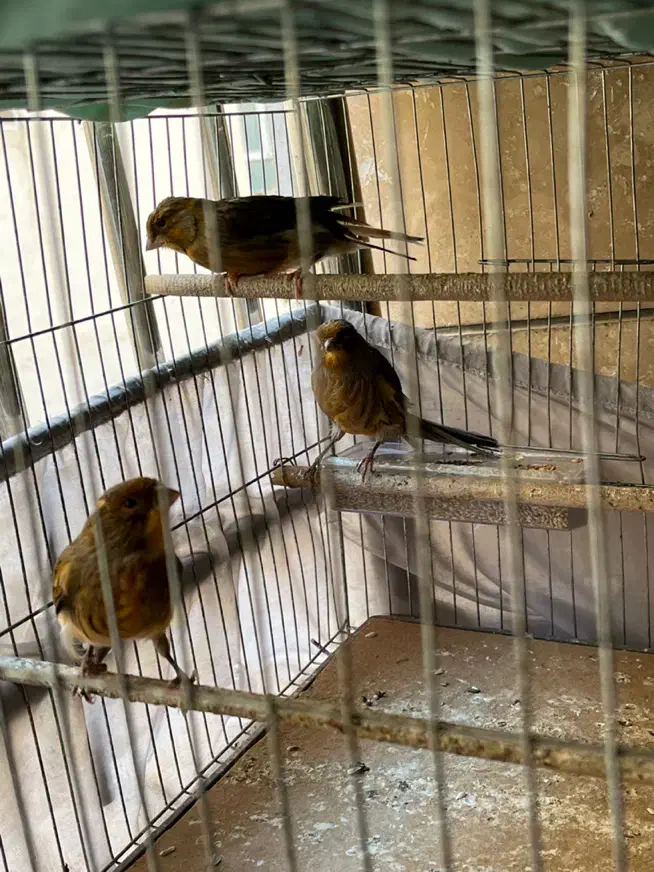 قناری ترک|پرنده|کرج, فاز ۴ مهرشهر|دیوار