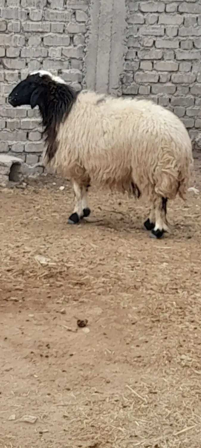 ۲عددمیش خشک جوان سنگین وزن تمام پروارفروشن|حیوانات مزرعه|دهلران, |دیوار