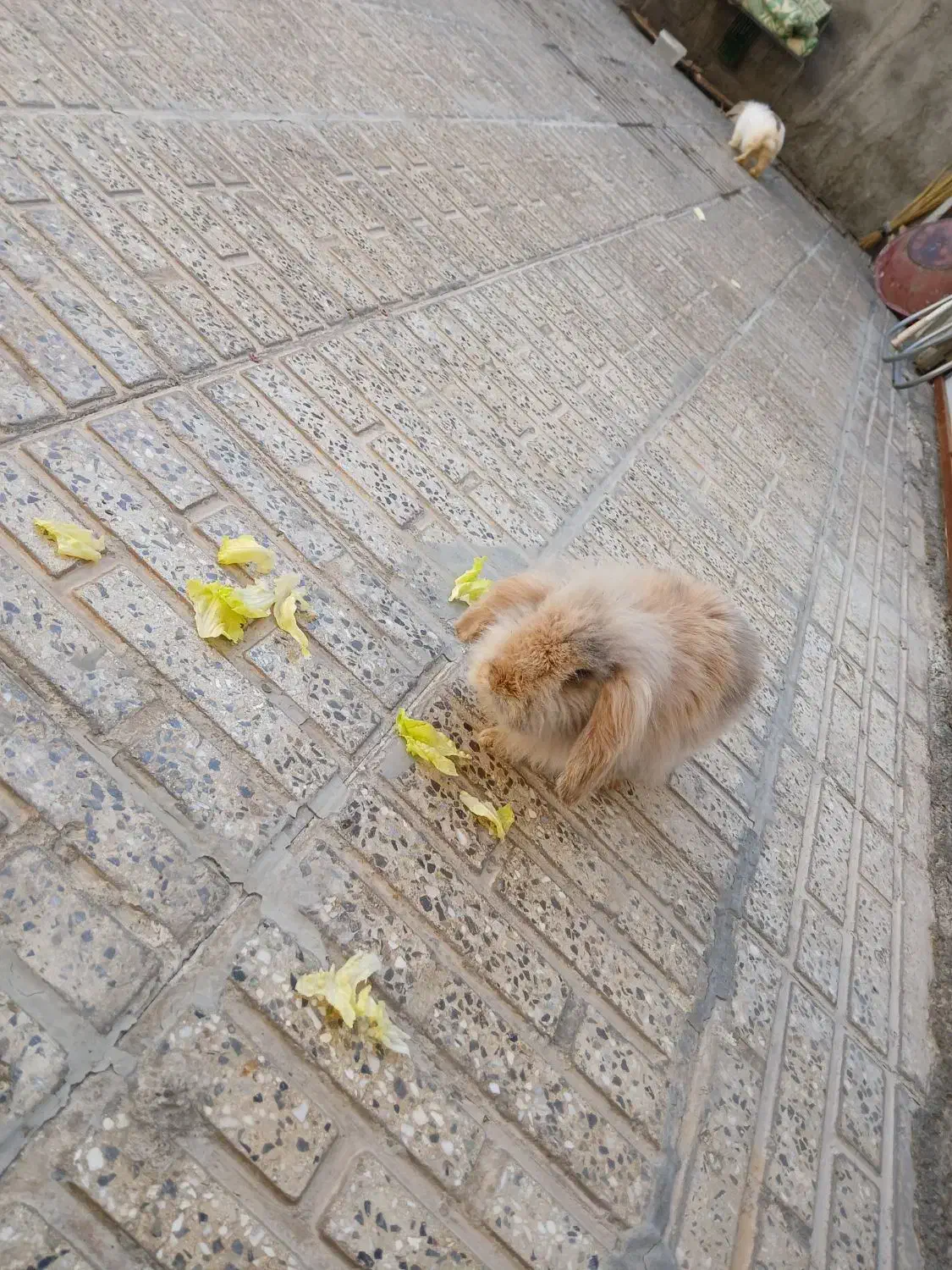 خر گوش خارجی|موش و خرگوش|خمینیشهر, |دیوار