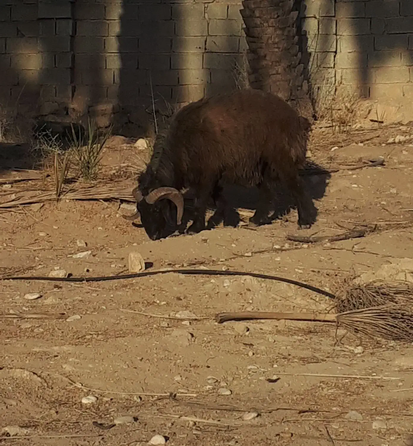 قوچ|حیوانات مزرعه|جویم, |دیوار