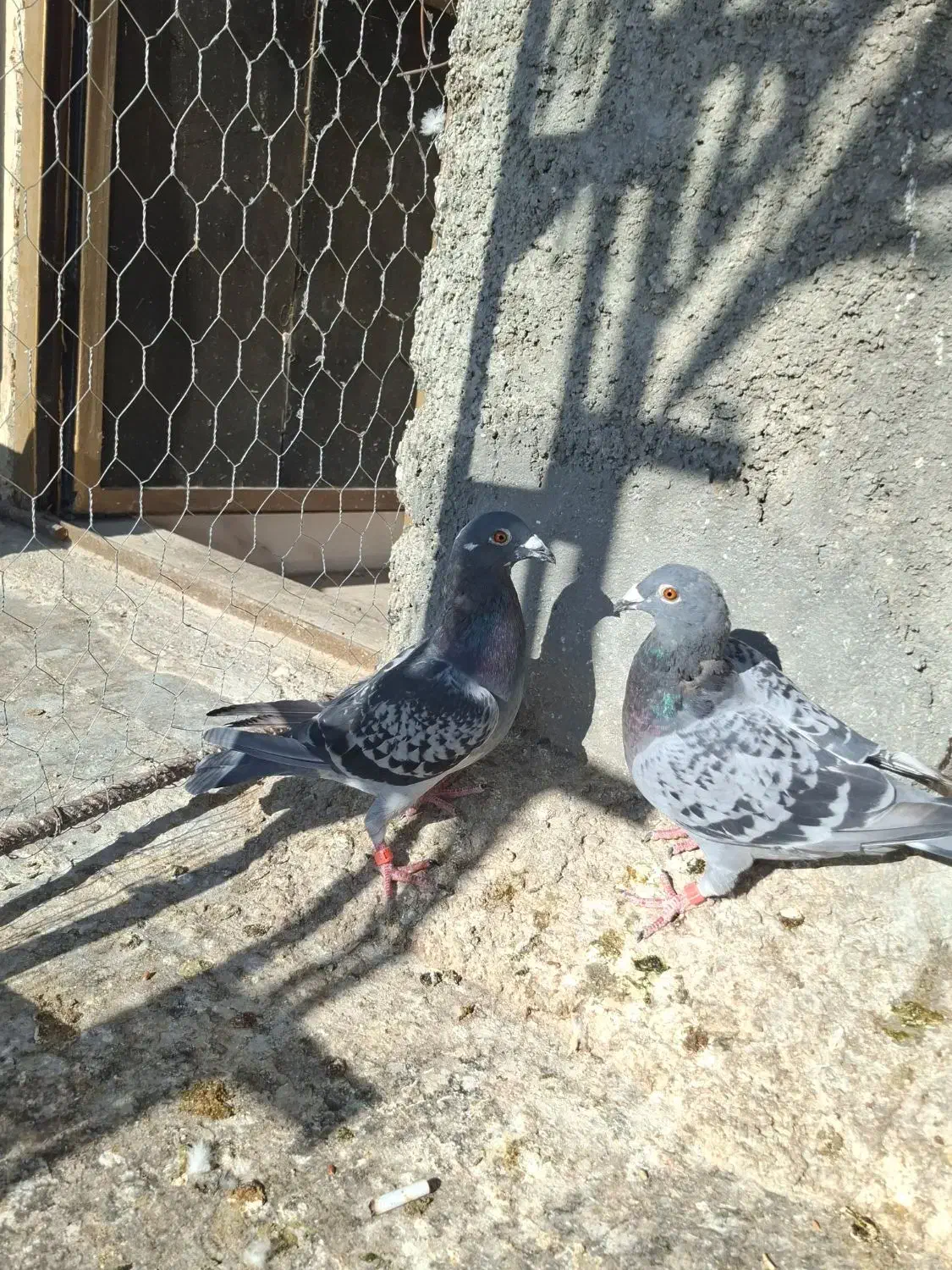 جفت نرو ماده پلاکی دهن جور|پرنده|فیروزآباد (فارس), |دیوار