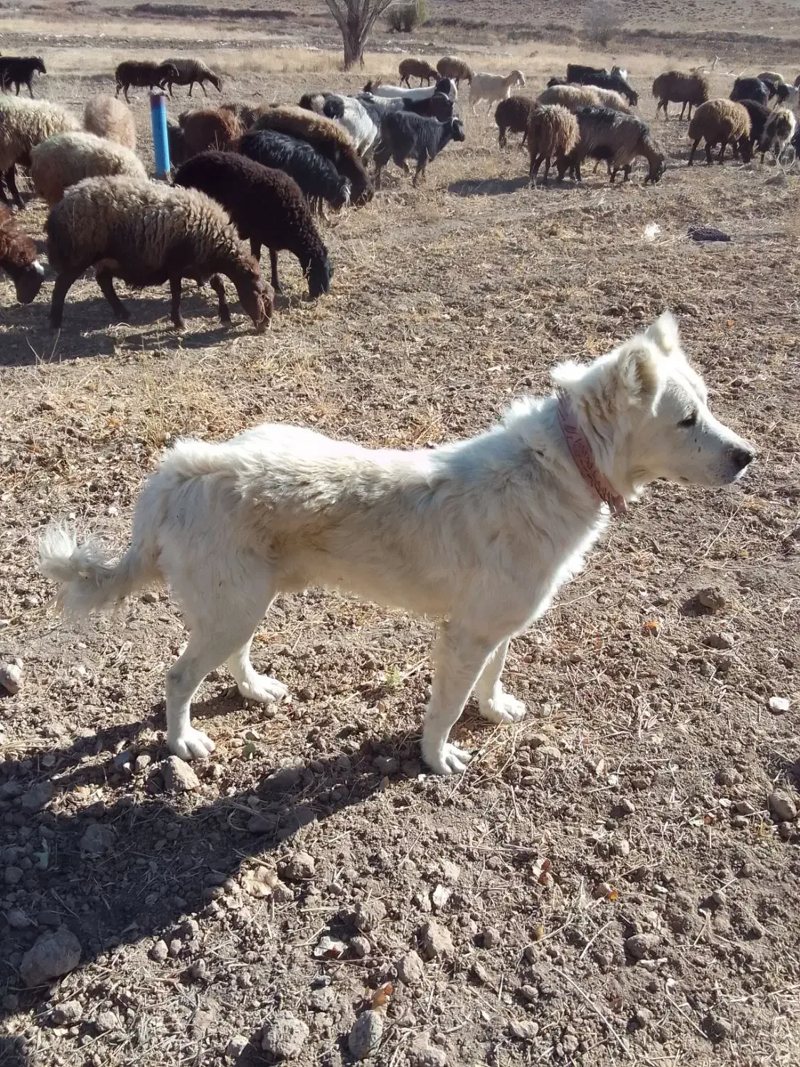 سگ سرابی|سگ|گل تپه, |دیوار