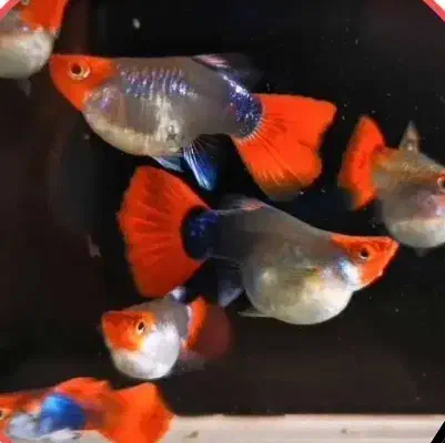 گوپی شورت بادی|ماهی|اهواز, فاز ۱ پادادشهر|دیوار