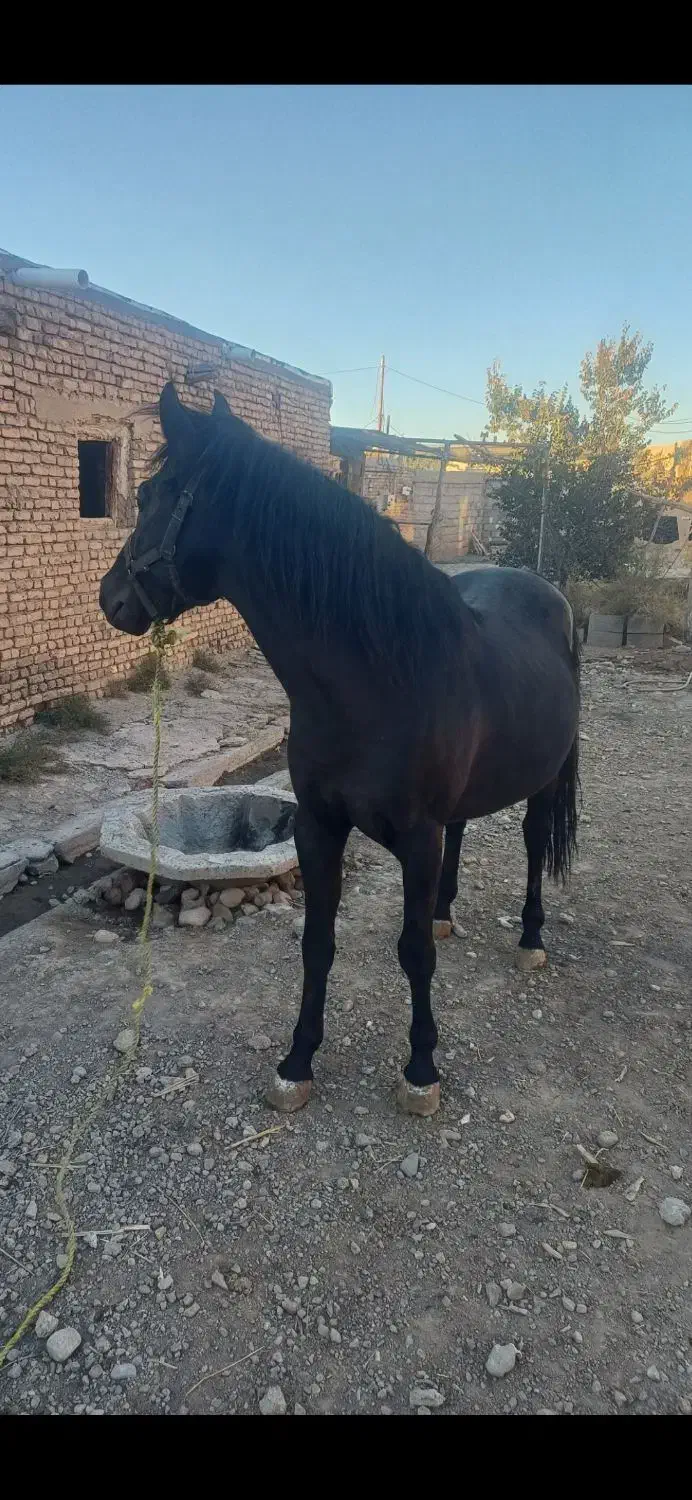 اسب مشکی اصل کرد|اسب و تجهیزات اسب‌سواری|تبریز, |دیوار