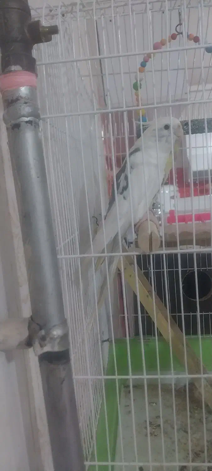 عروس هلندی نر دوکت|پرنده|شوط, |دیوار