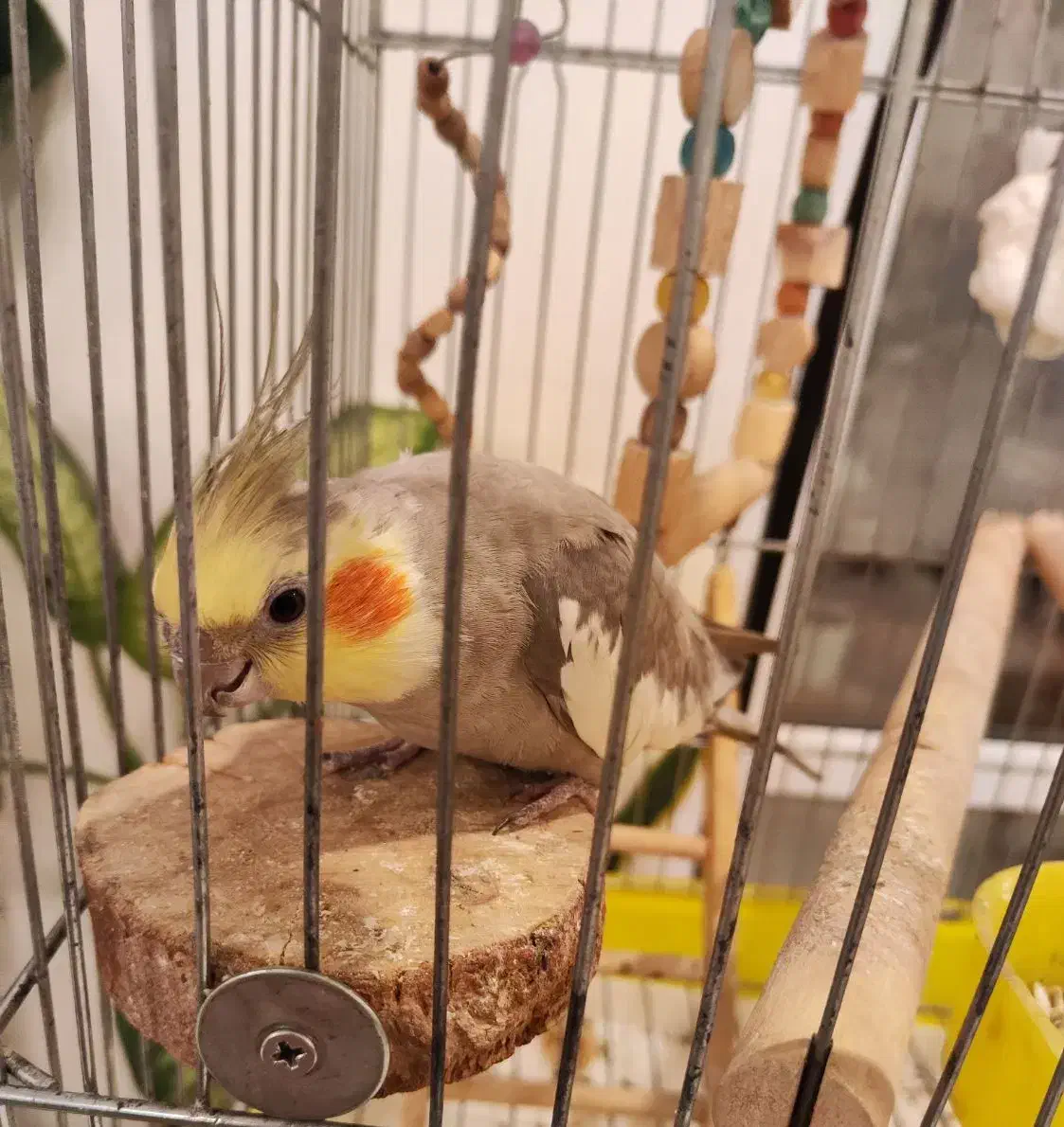 عروس هلندی|پرنده|شهریار, شهرک وائین|دیوار