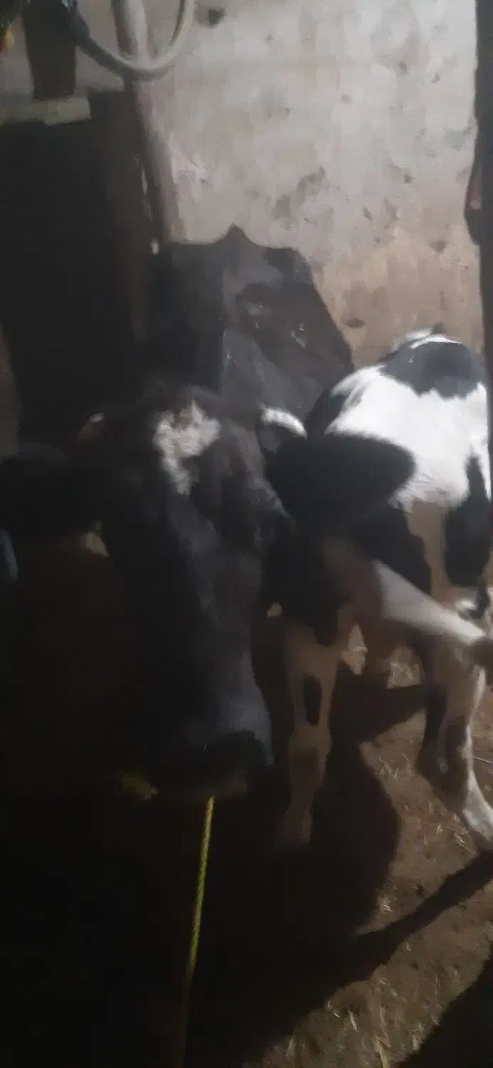 گاو گوساله|حیوانات مزرعه|حسین آباد, |دیوار