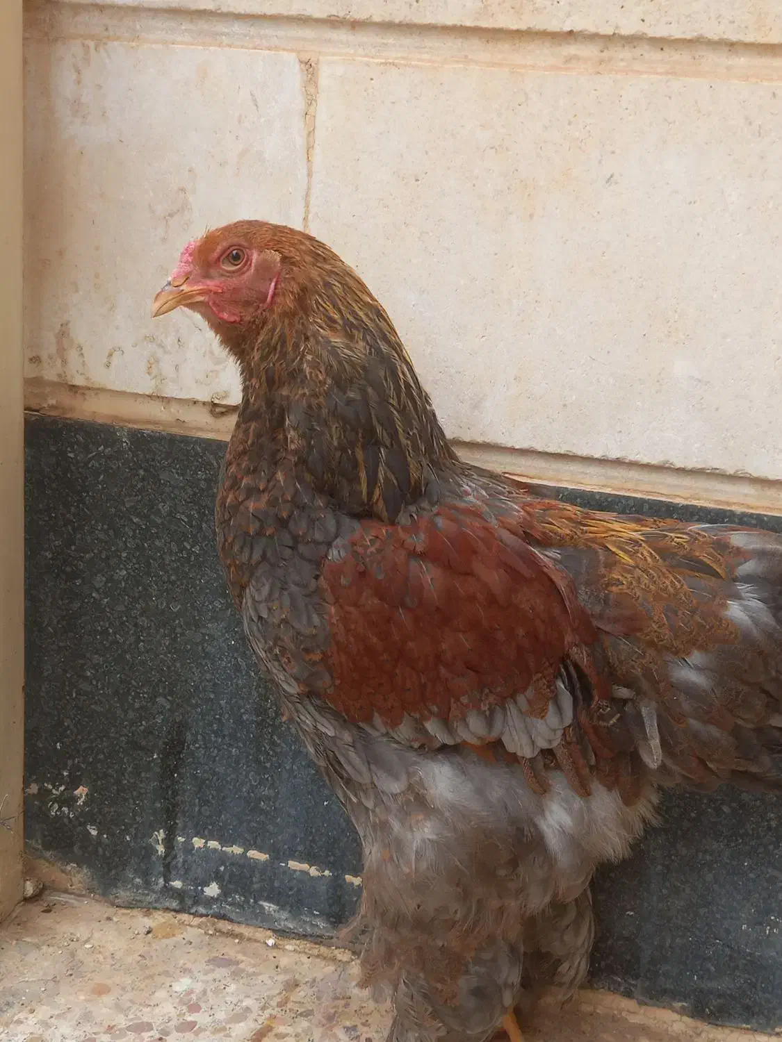 برهما|حیوانات مزرعه|شیراز, امام حسین|دیوار