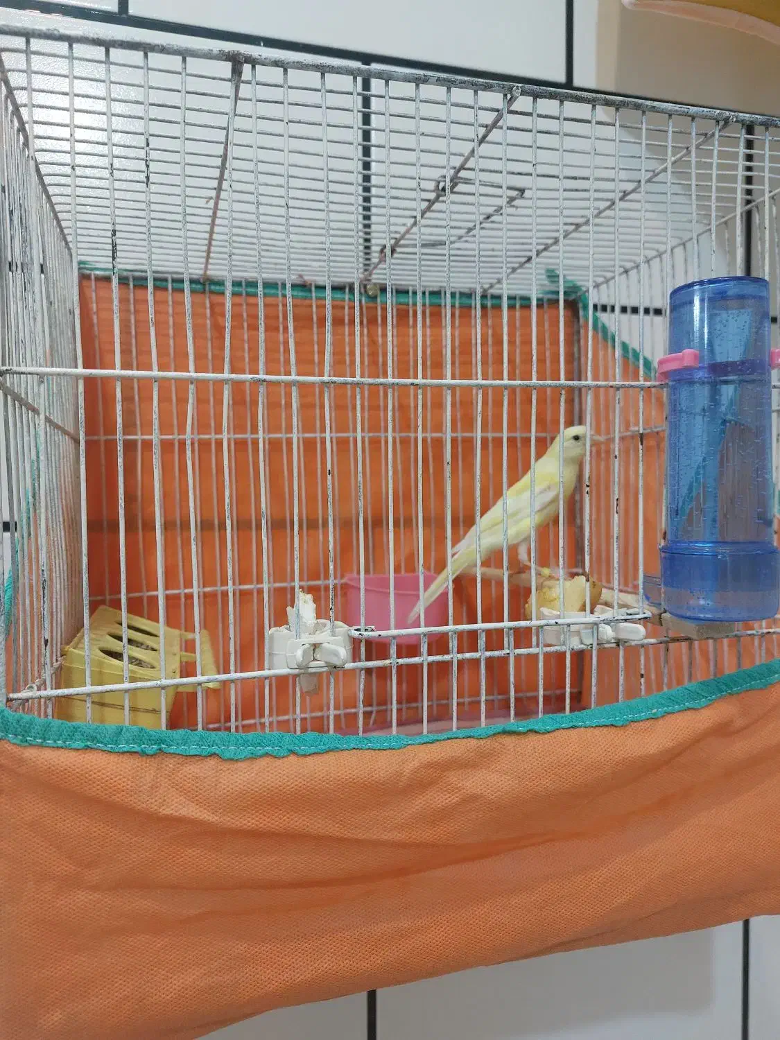 قناری ماده|پرنده|ساوه, |دیوار