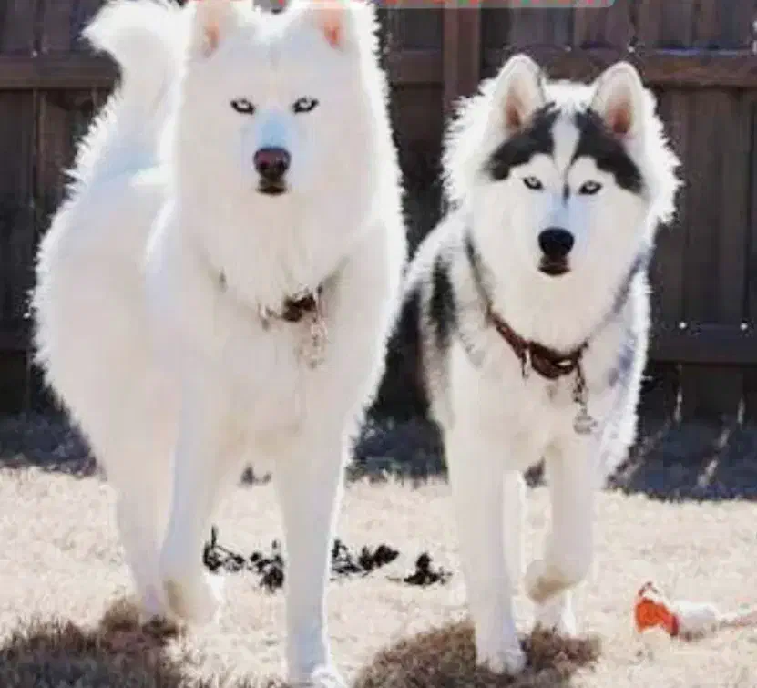 فروش. واگذاری|سگ|لار, |دیوار