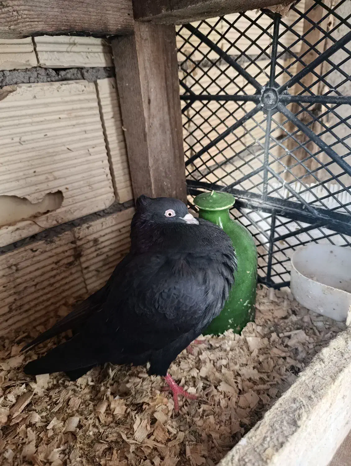 کبوتر مشکی کاکولی|پرنده|لاهیجان, کوی زمانی|دیوار