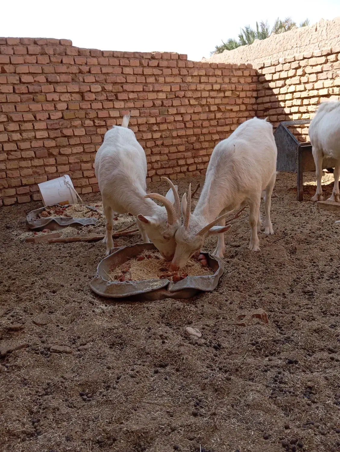 کره ماده|حیوانات مزرعه|میبد, |دیوار