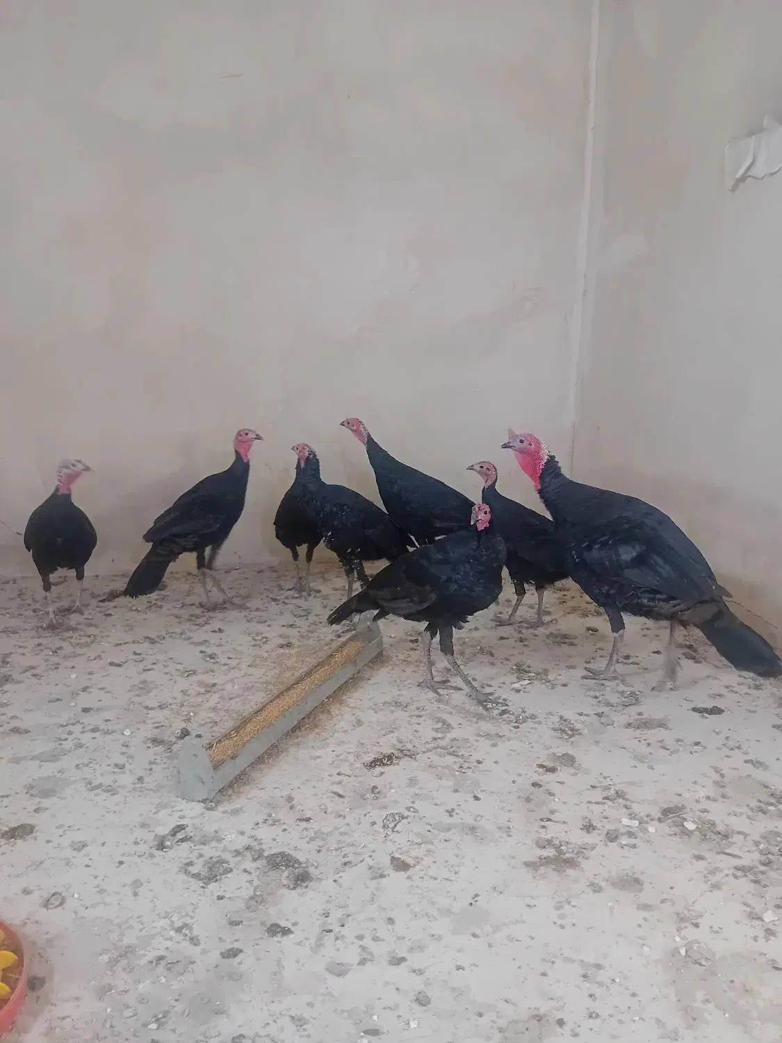 بوقلمون های سیاه اصیل نژاددار|حیوانات مزرعه|مرند, |دیوار