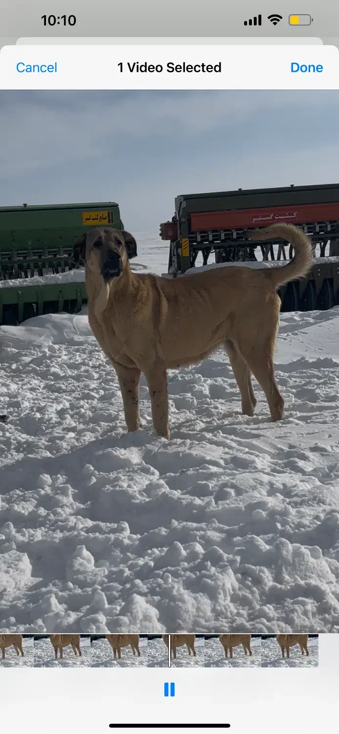 سگ عرقی|سگ|هشترود, |دیوار