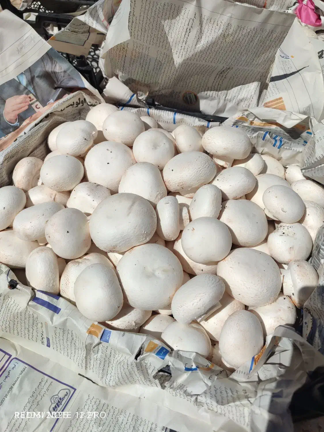 قارچ|خوردنی و آشامیدنی|شیراز, رحمت‌آباد|دیوار