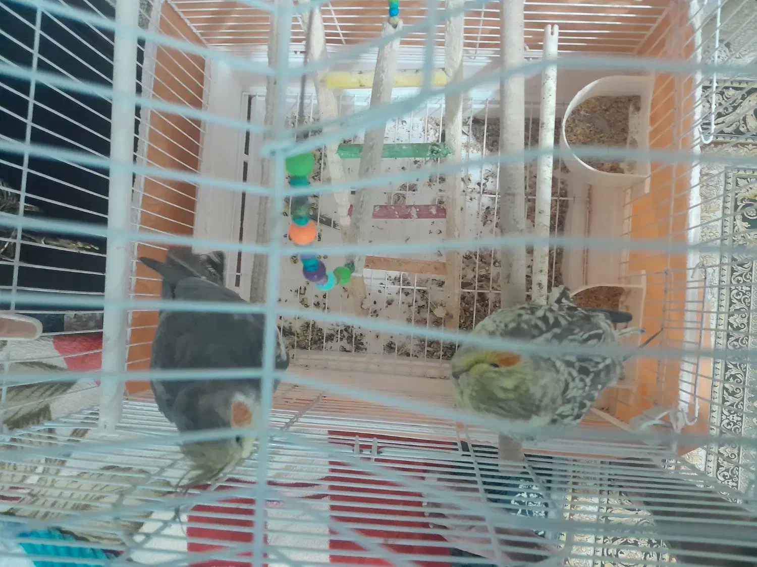 عروس هلندی|پرنده|دورود, |دیوار