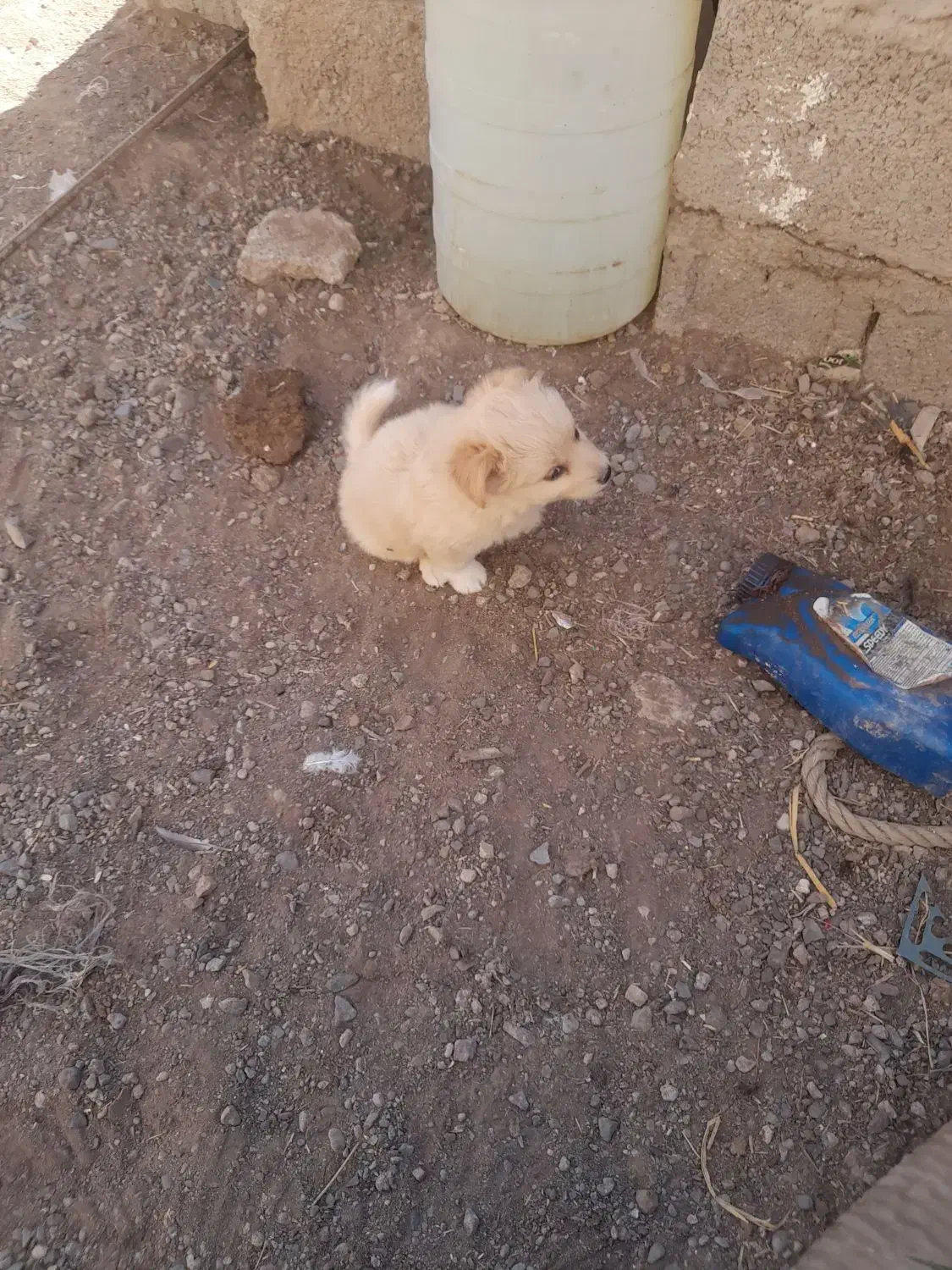 پاکوتاه مینیاتوری نر ریز اصیل نژاد دار جیبی|سگ|میانه, |دیوار