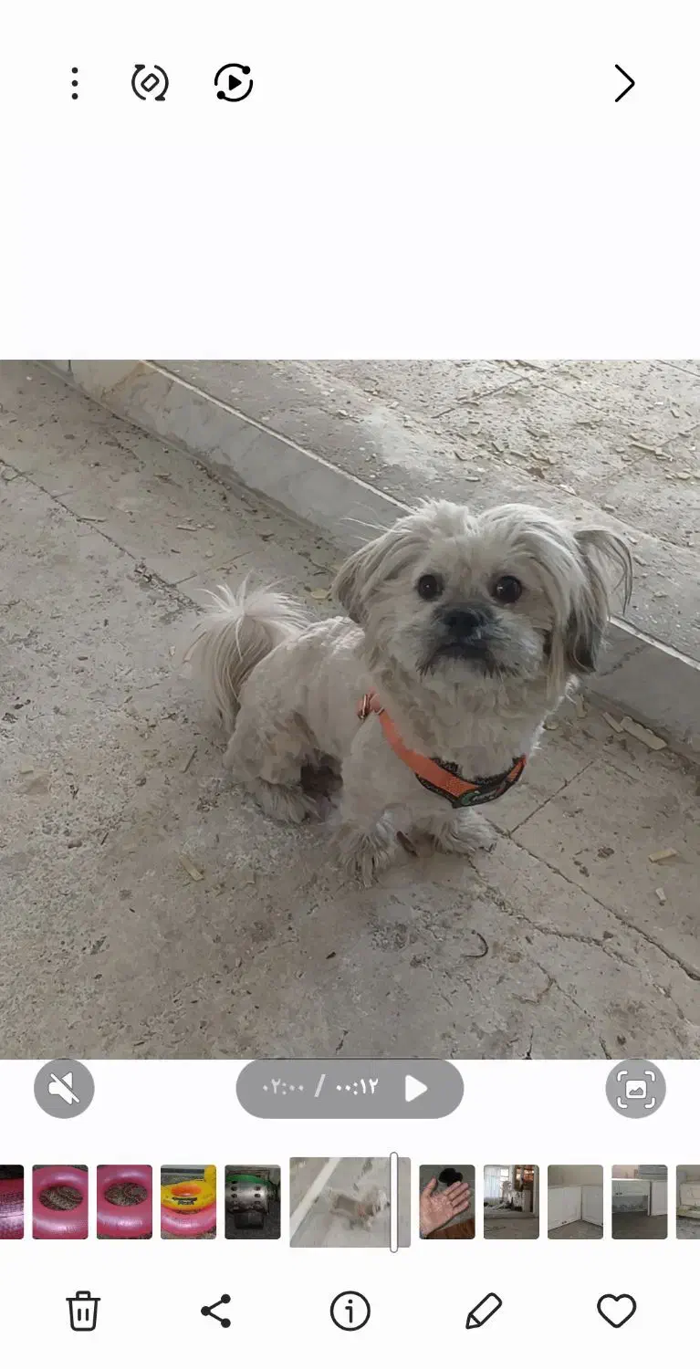 سگ گمشده|حیوانات|تهران, فلاح|دیوار