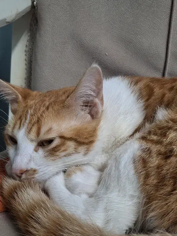 واگذاری گربه|گربه|بندر انزلی, سید آسیه|دیوار