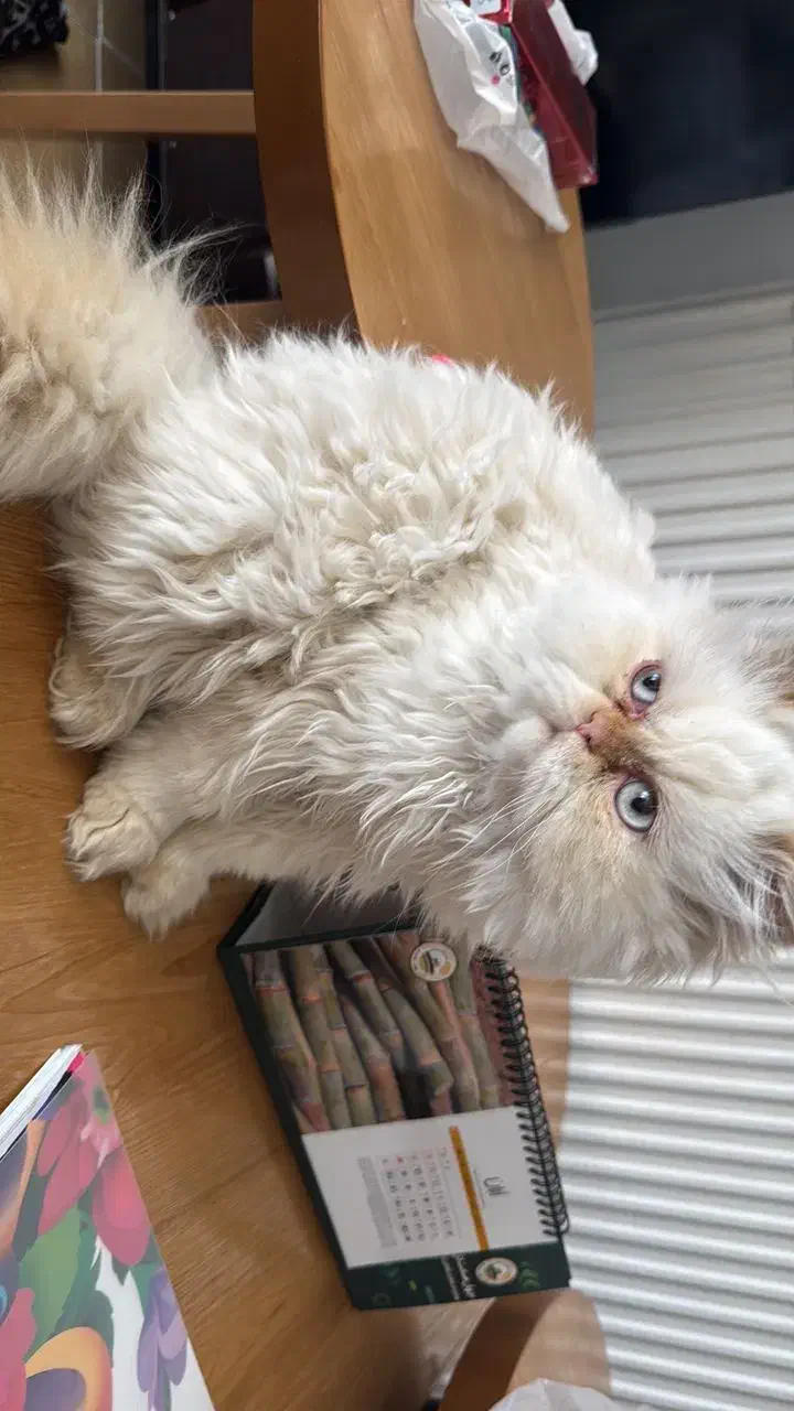 گربه|گربه|فولادشهر, C2|دیوار