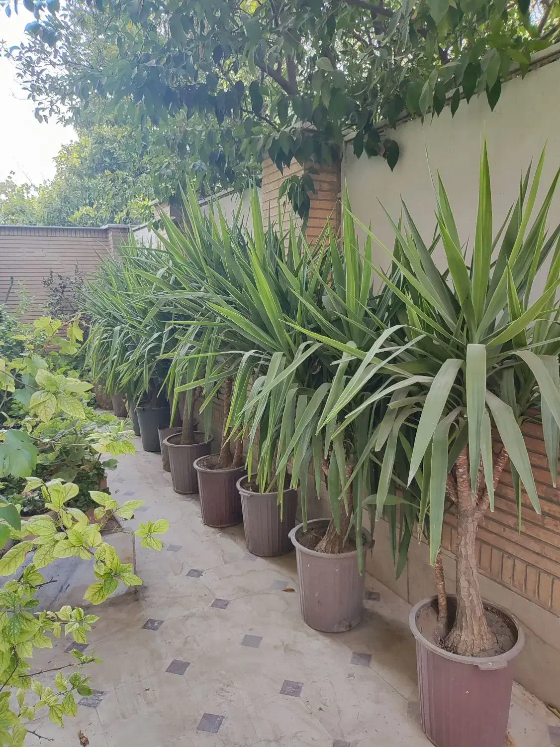 یوکا زیر قیمت گلخانه|گل و گیاه طبیعی|شیراز, زرگری|دیوار