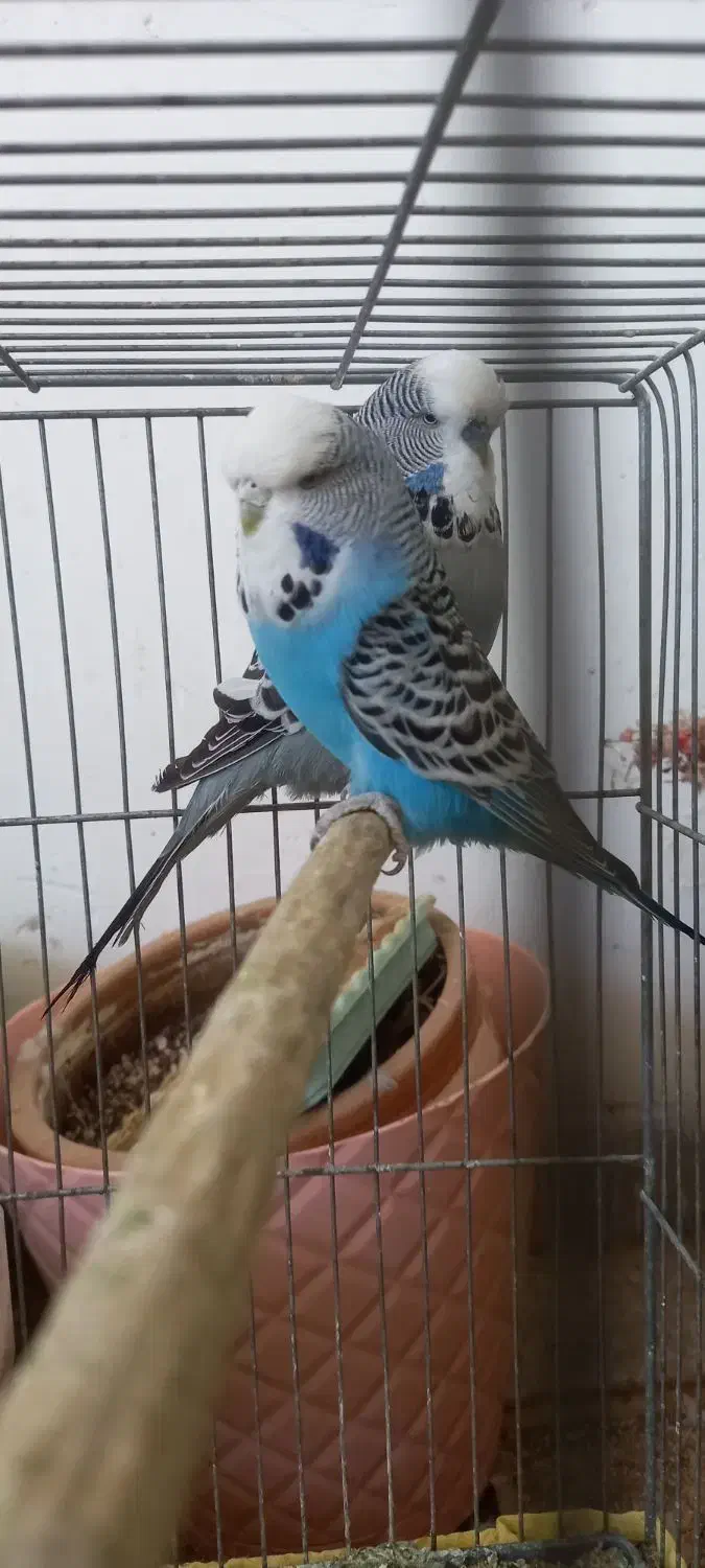 مرغ عشق انگلیسی|پرنده|حمیدیا, |دیوار