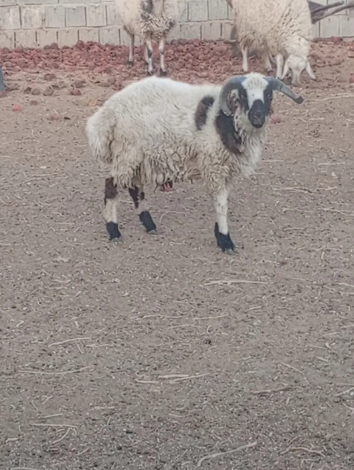 بره نر|حیوانات مزرعه|نیریز, |دیوار