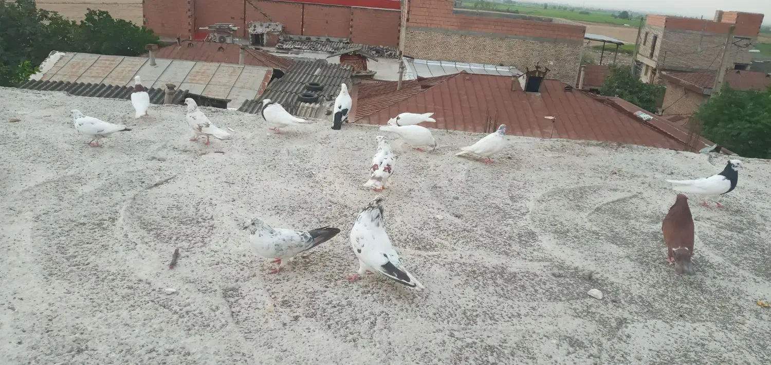 کبوتر طوقی فقط|پرنده|علیآباد کتول, |دیوار