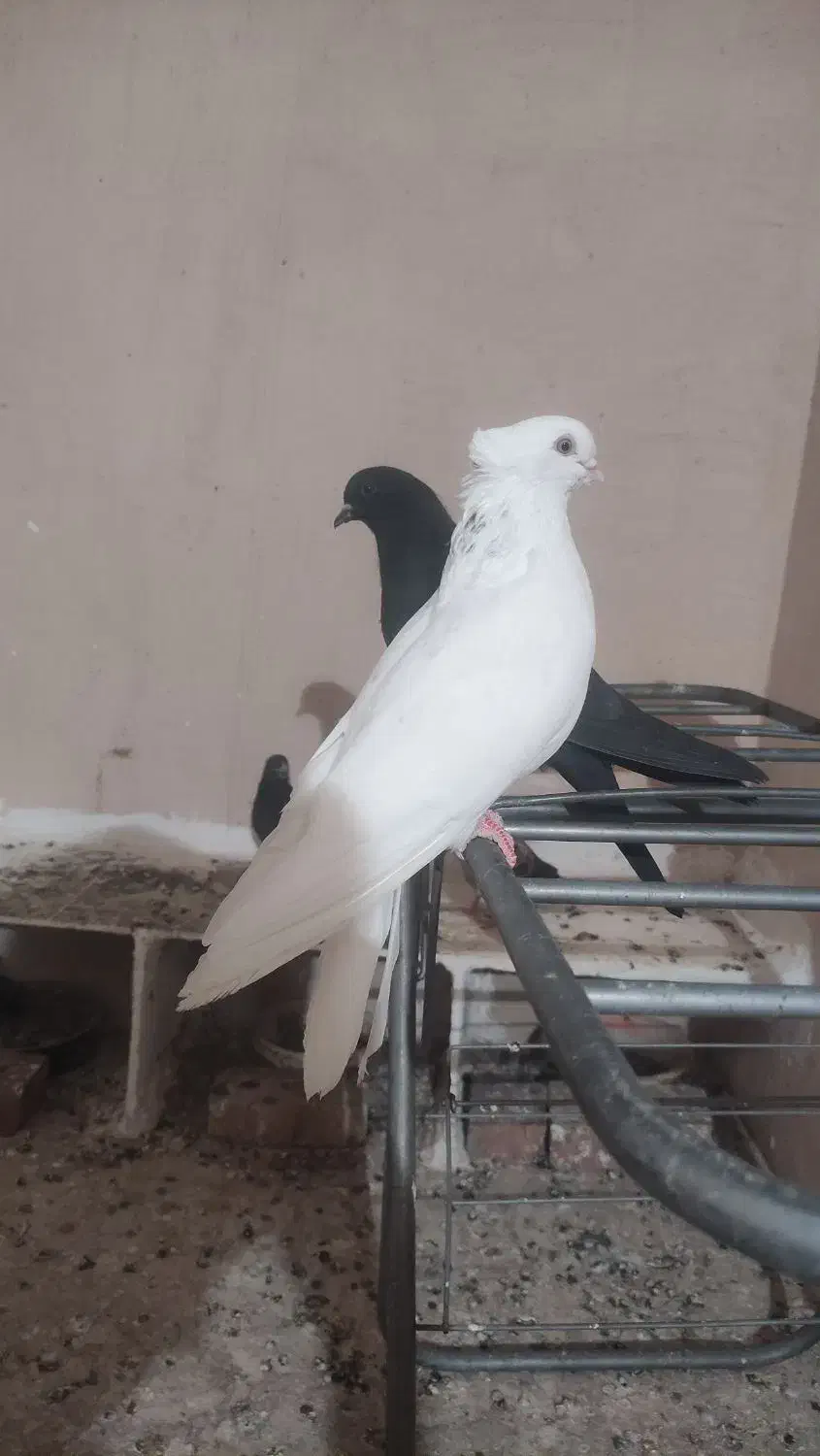 کبوتر سفید چشم نوک سفید|پرنده|شاهین دژ, |دیوار