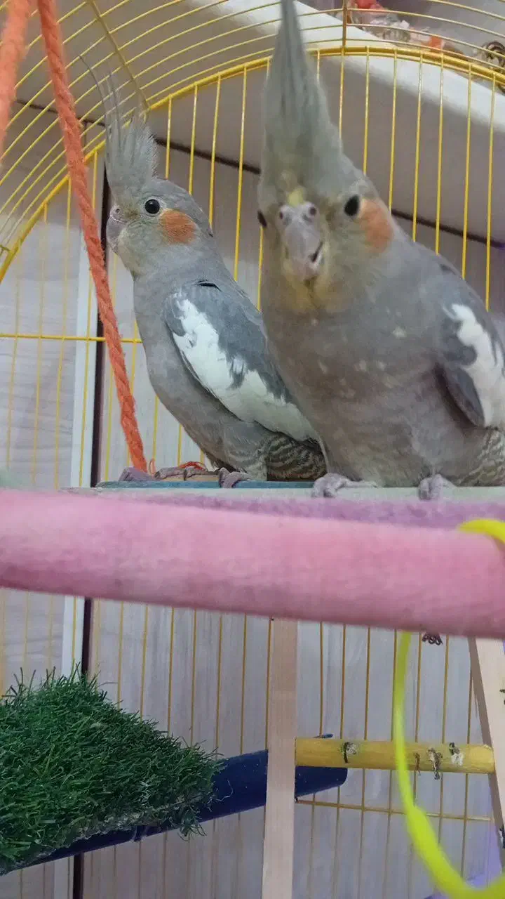 یه جفت عروس هلندی با قفس و لوازم|پرنده|فردیس, شهرک ارم|دیوار