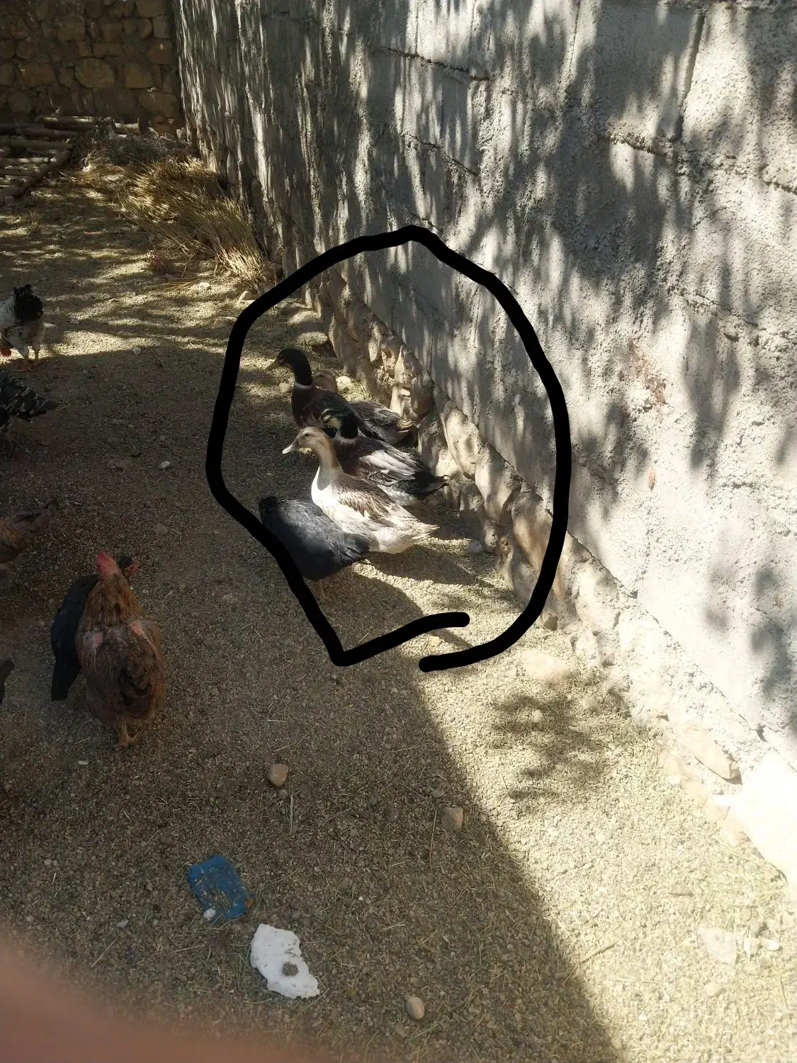 فروش ۴تااردک.۲تابوغلمو.یه خروس|حیوانات مزرعه|حمیل, |دیوار