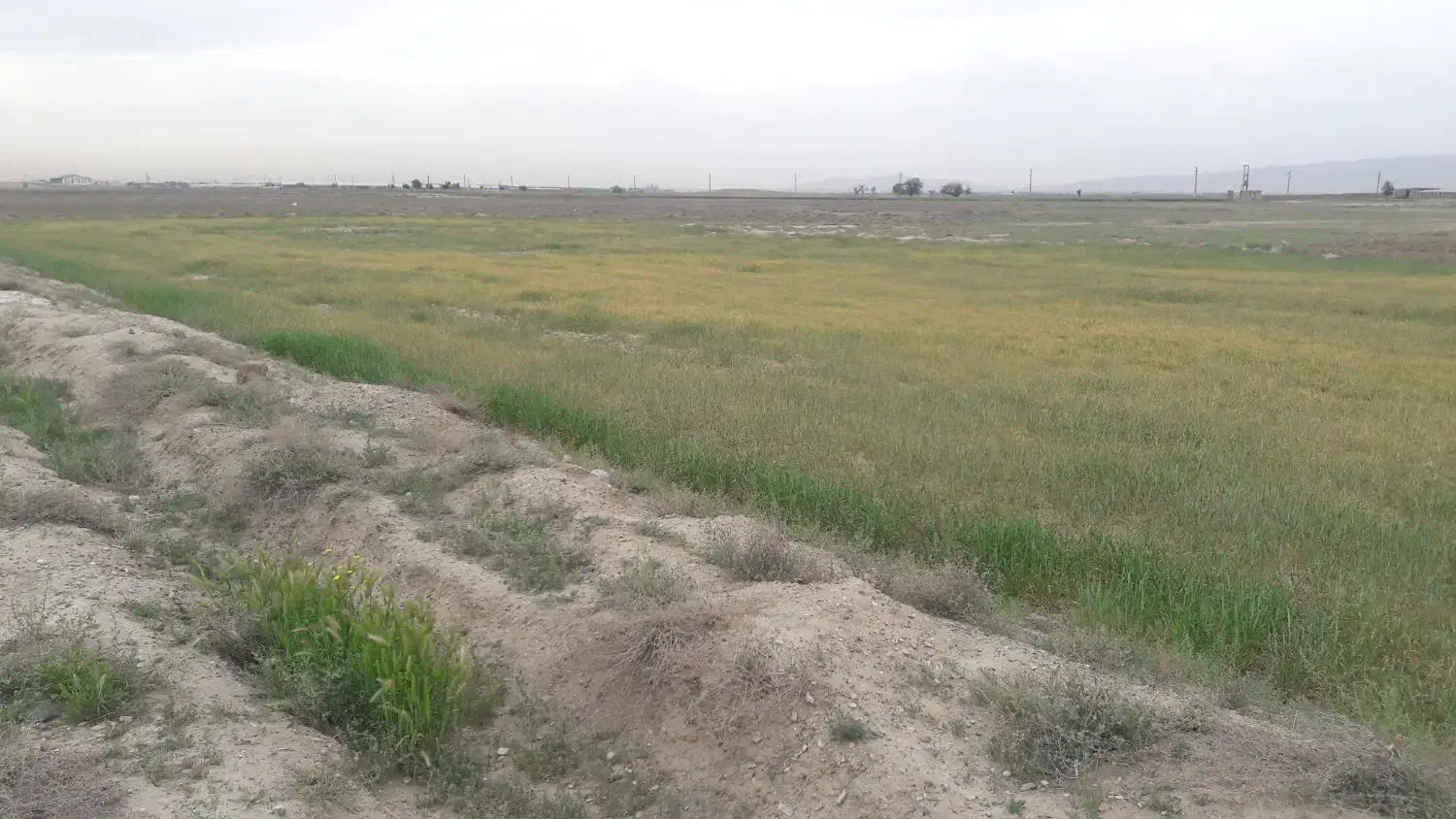 یک هکتار زمین کشاورزی با مجوز گلخانه در نظرآباد|فروش دفتر صنعتی، کشاورزی، تجاری|نظرآباد, احمد آباد|دیوار